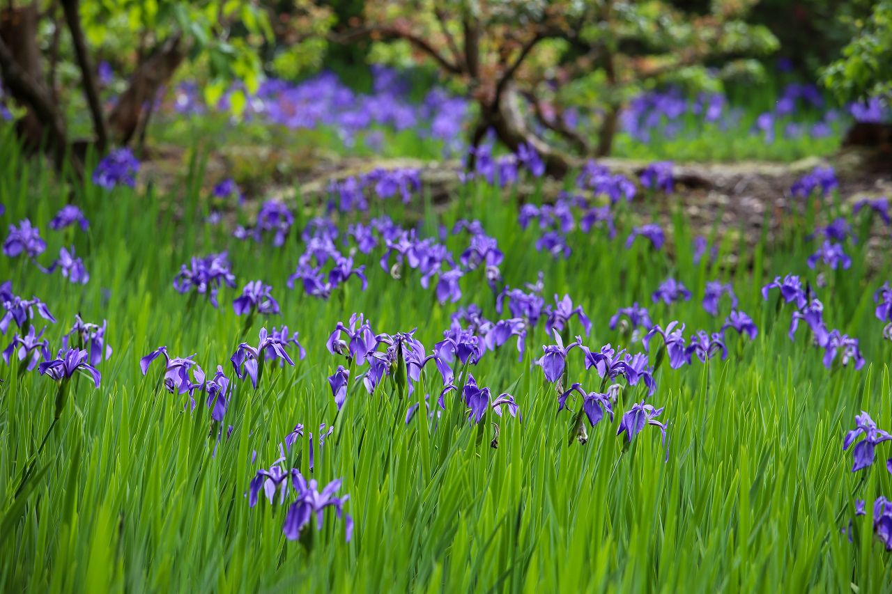 Kyoto's Ohta Shrine iris garden in May